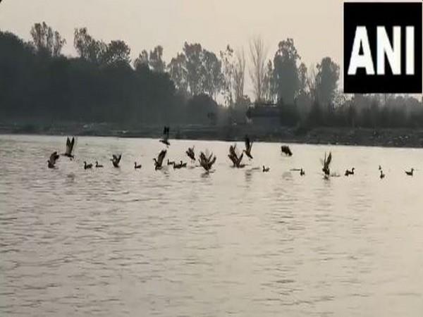 Uttar Pradesh: Siberian birds flock to Brajghat, Garh Ganga